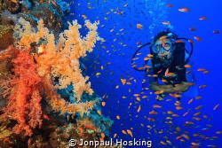 Diver swims alongside colourful soft corals. by Jonpaul Hosking 